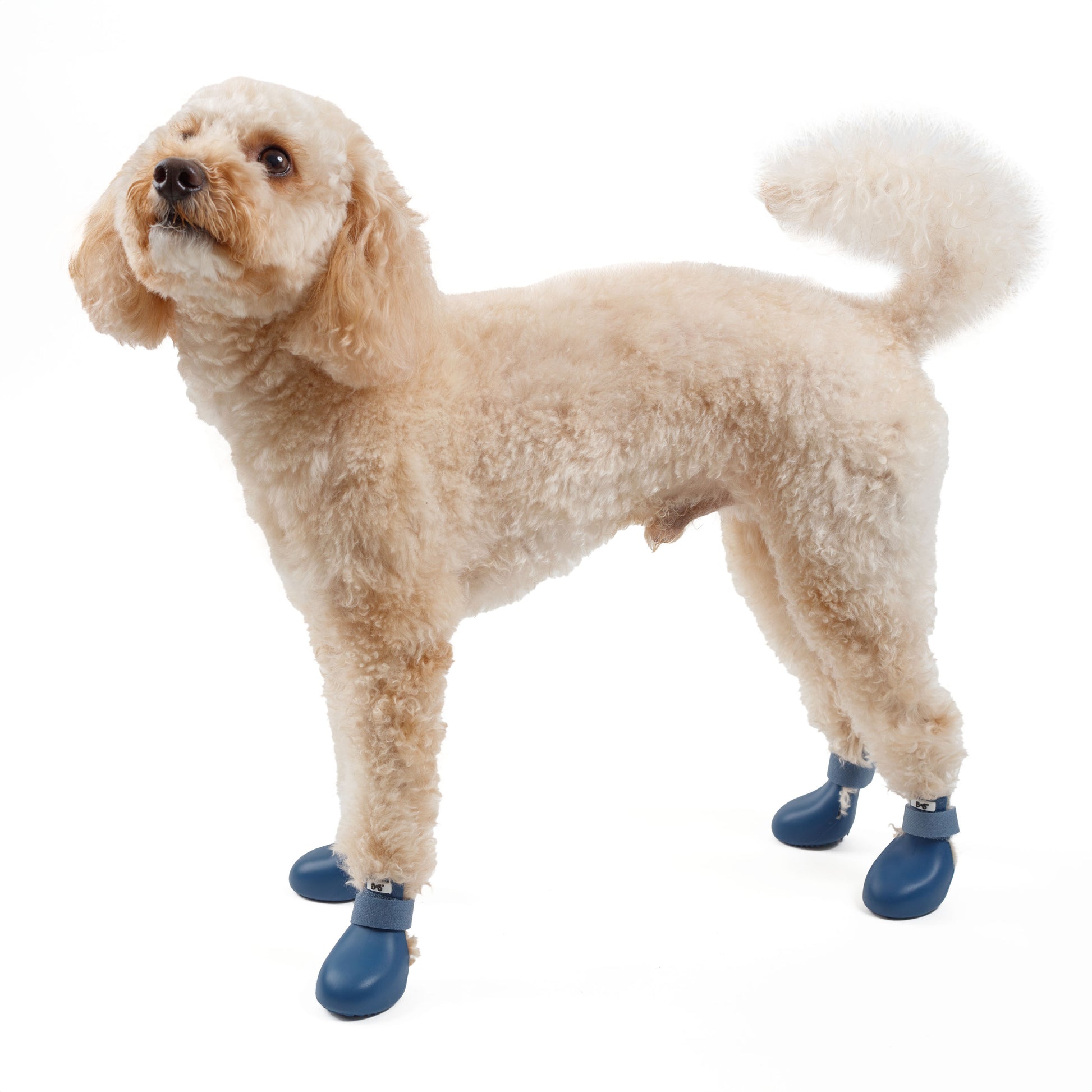 barksandscratches-sugecirmez-kopek-ayakkabisi-lacivert-kopek-dortpatiuzerinde.jpg