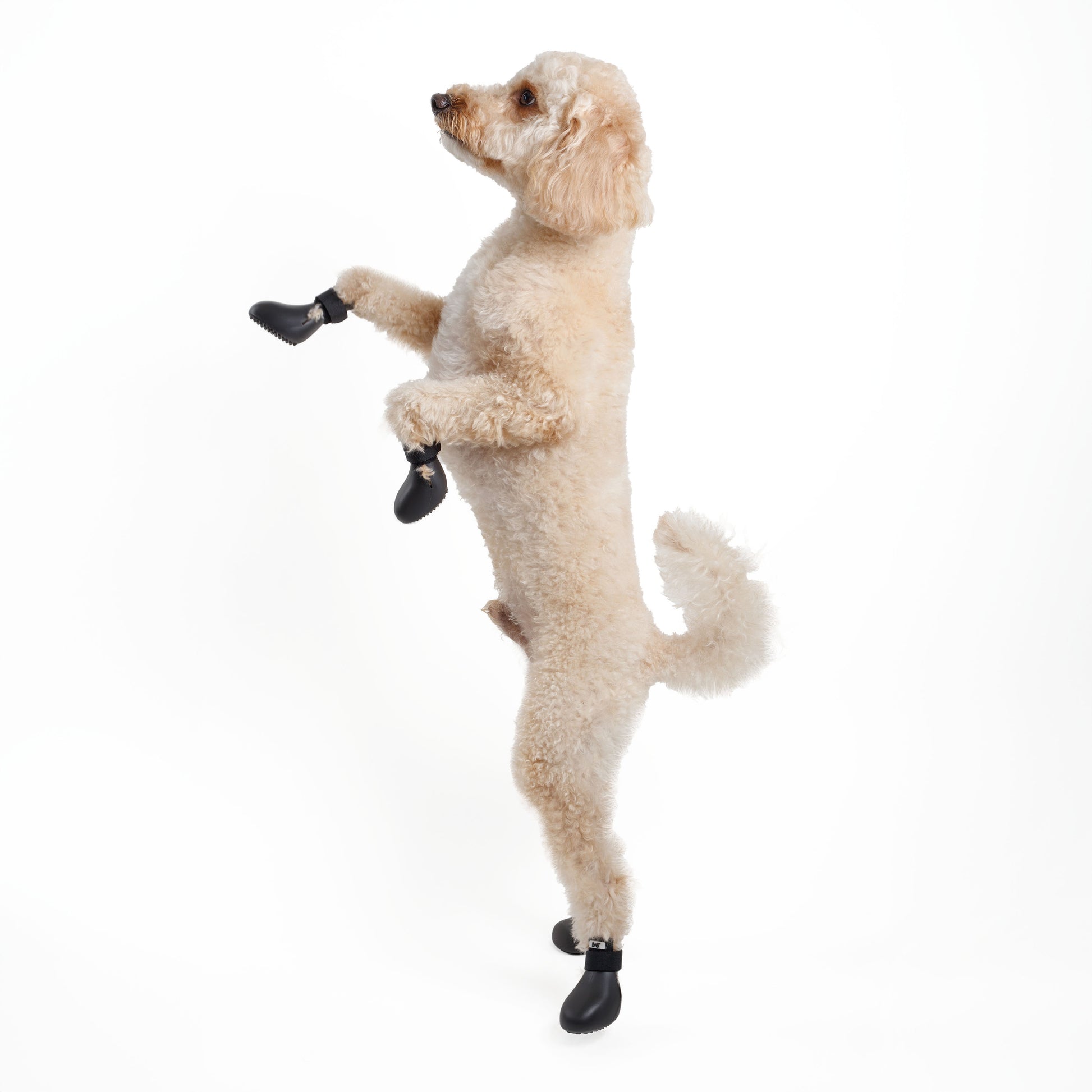 barksandscratches-sugecirmez-kopek-ayakkabisi-siyah-kopek-aktif.jpg.JPG