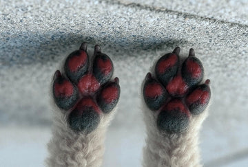 Köpeklerde Pati Altı Yanıkları Nasıl Önlenir?