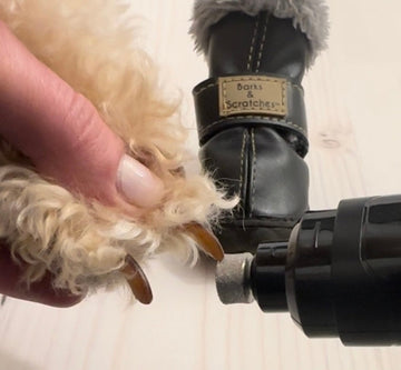 "Köpek ayakkabısı kullanırken patilere özel bir bakım gerekir mi?" "Köpek ayakkabısı kullanırken neye dikkat etmek gerekir?" diyorsanız bu sizin için.