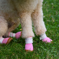 2a3ff654-1dc7-4fcf-aeb5-58c888713613/barksandscratches-baharlik-kopek-ayakkabisi-pembe-kopek-cim.jpg