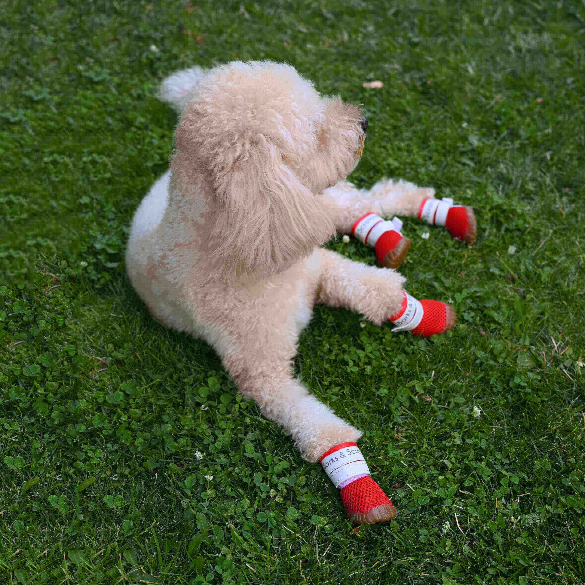 barks and scratches baharlik spor kopek ayakkabisi