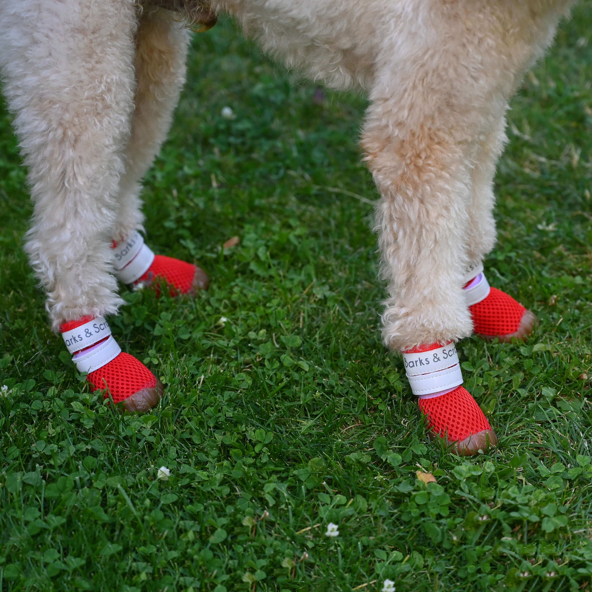 barks and scratches baharlik spor kopek ayakkabisi