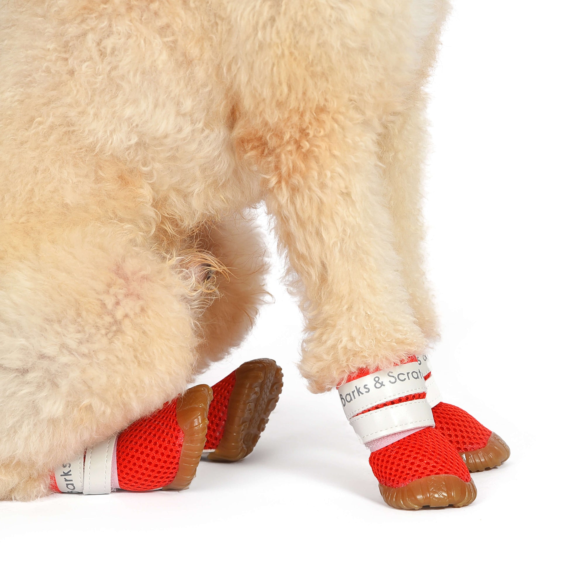 barks and scratches baharlik spor kopek ayakkabisi