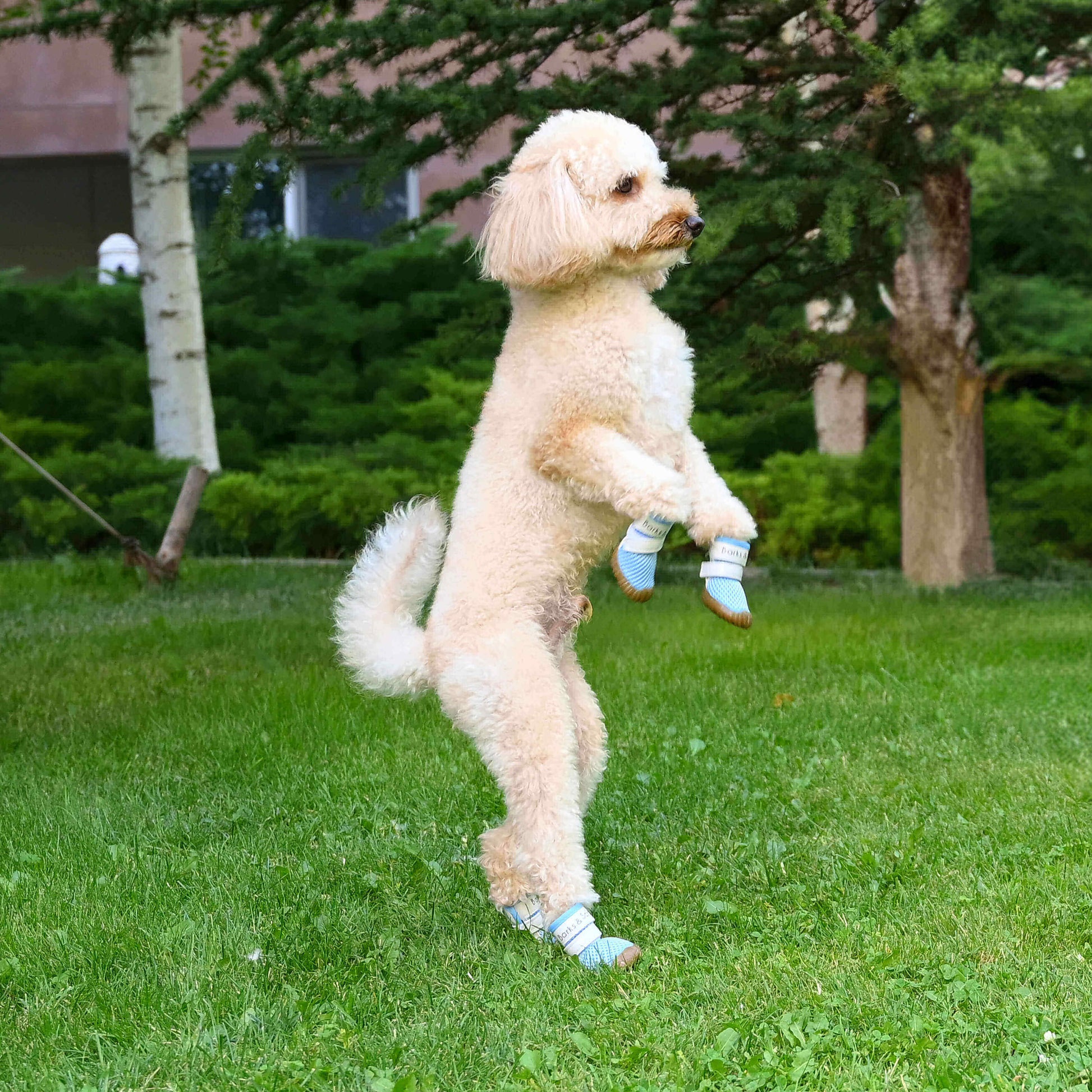 barks and scratches baharlık spor köpek ayakkabısı