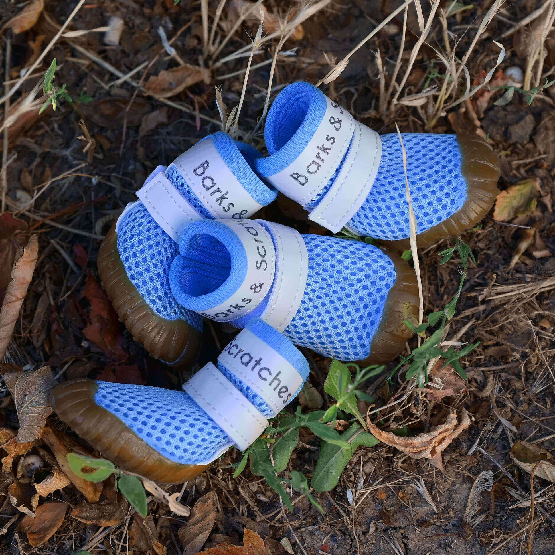 barks and scratches baharlık spor köpek ayakkabısı pisipisi otu