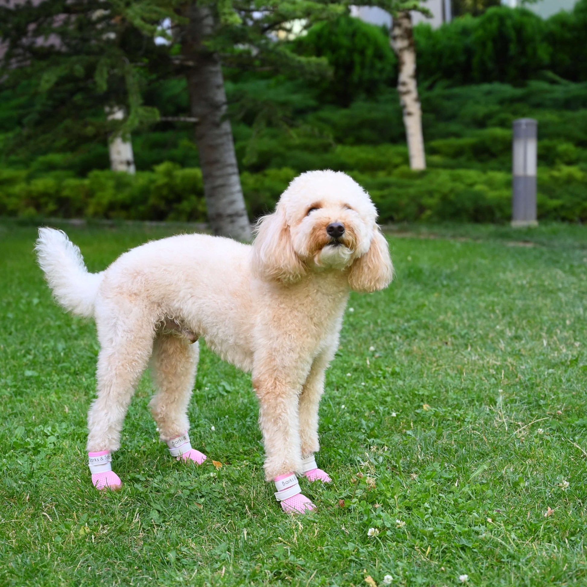 barks and scratches baharlık spor köpek ayakkabısı