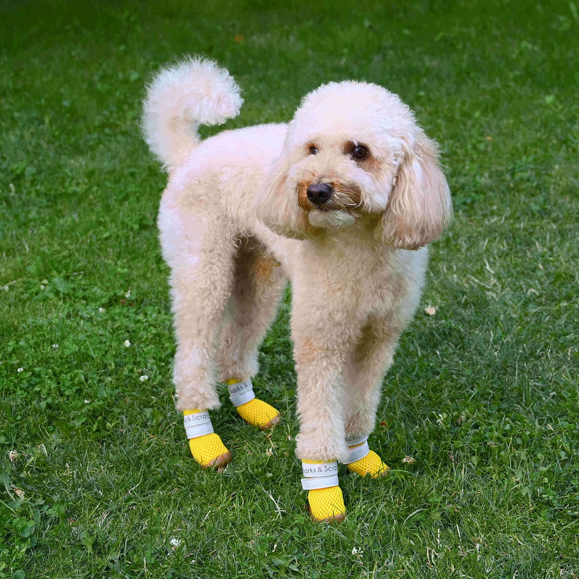 barks and scratches baharlik spor kopek ayakkabisi