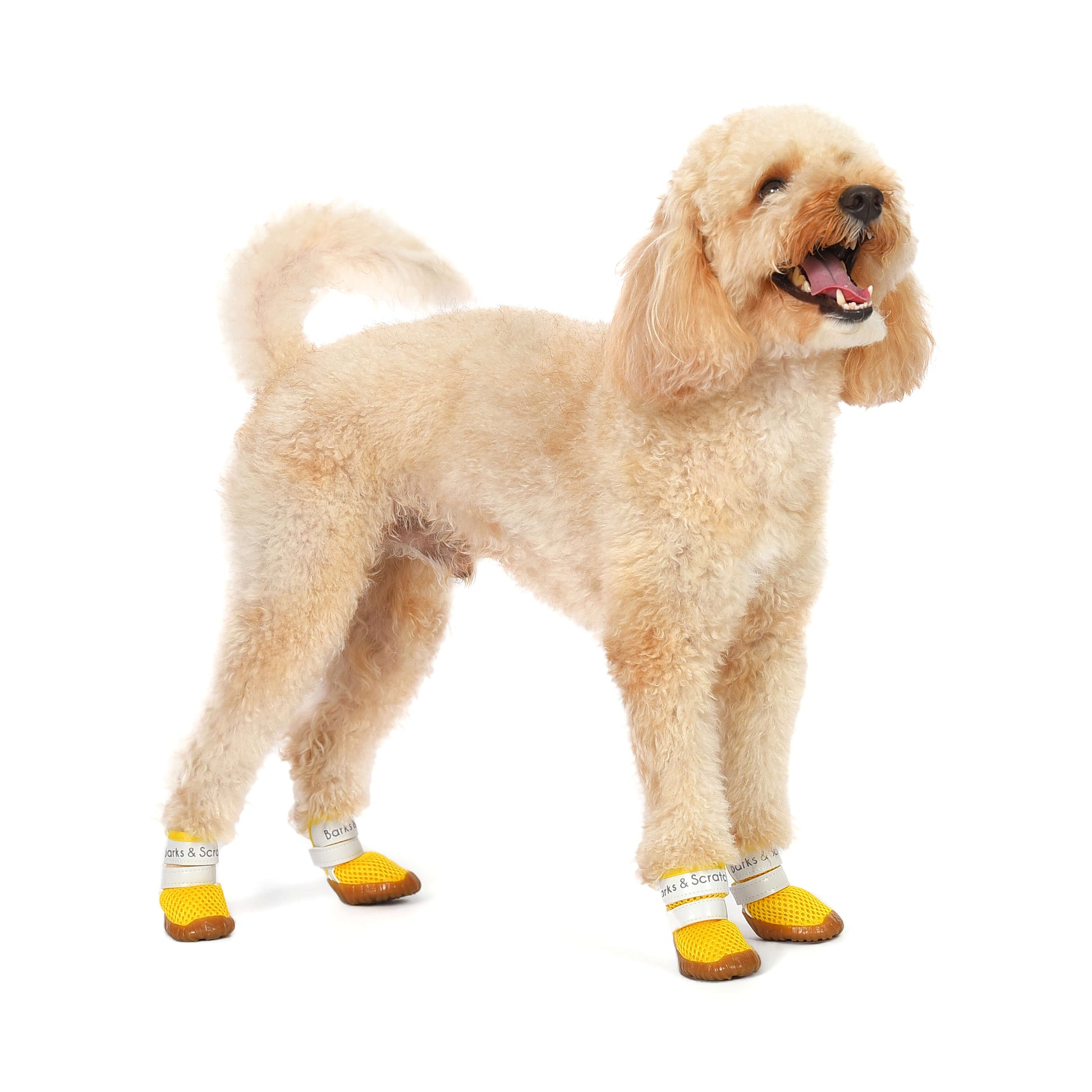 barks and scratches baharlik spor kopek ayakkabisi