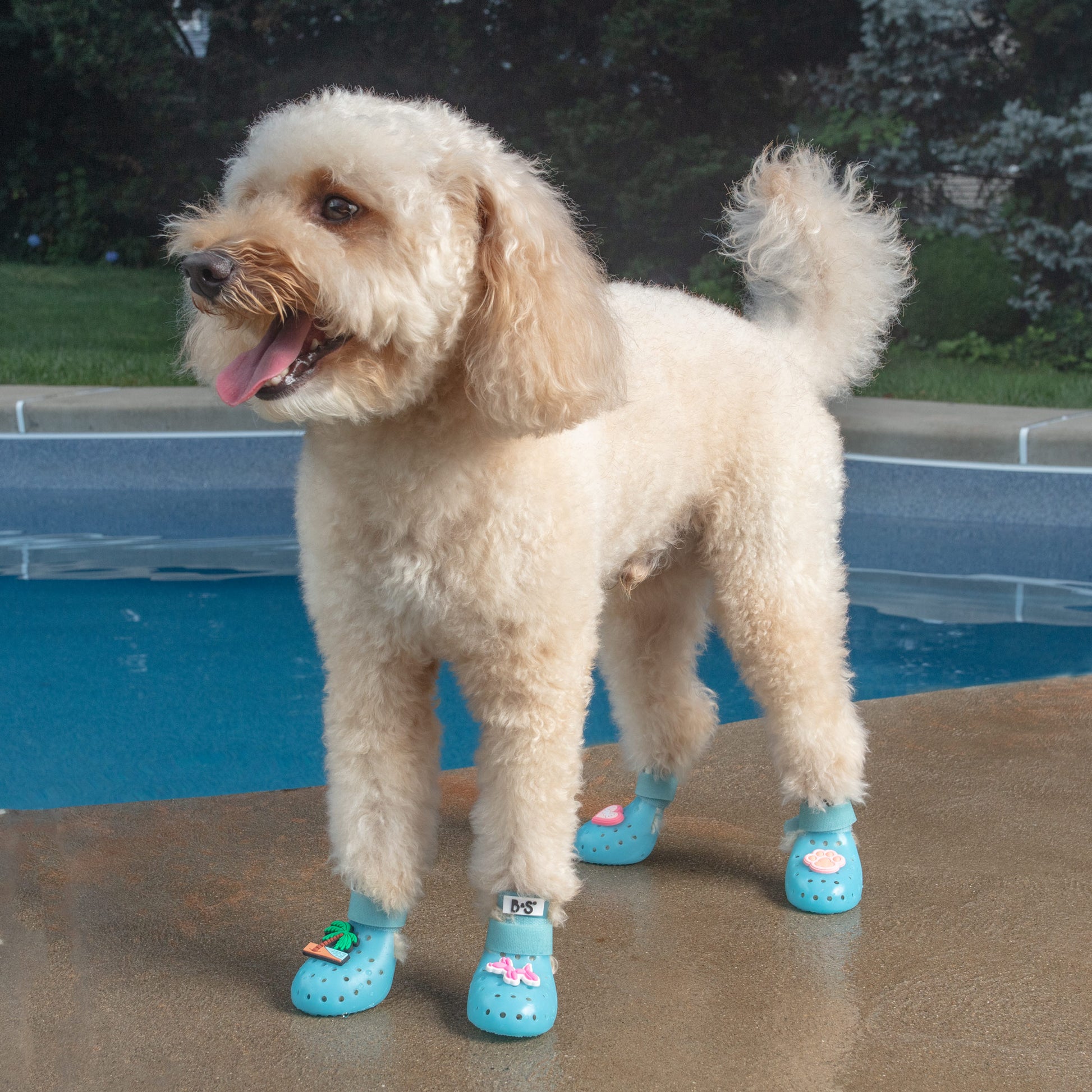 6b3234c0-f752-4a72-afbd-d7d98d226b0d/barksandscratches-delikli-yazlik-kopek-ayakkabisi-mavi-lifestyle-kopek-tokali.jpg