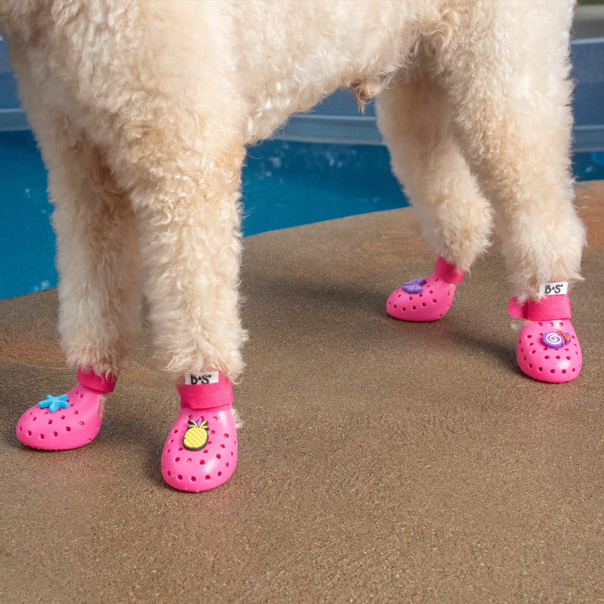 a735b0e3-36f1-49ef-9a3f-b66a67382a4d/barksandscratches-delikli-yazlik-kopek-ayakkabisi-pembe-lifestyle-kopek-tokali-zoom.jpg