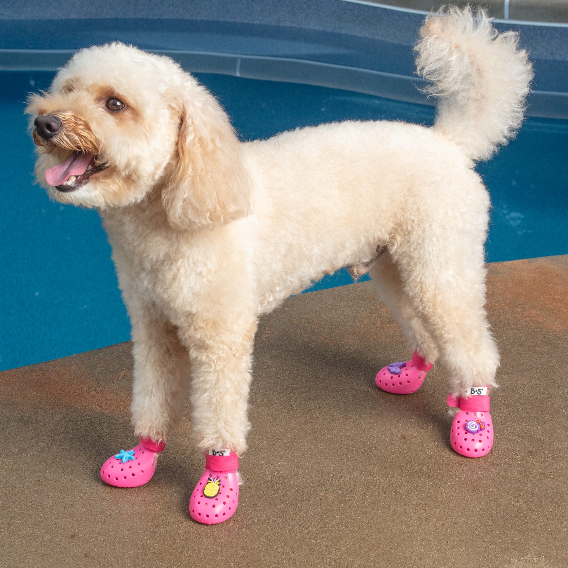 f2eb0e0f-d34c-4292-8c64-4e78b930fa9a/barksandscratches-delikli-yazlik-kopek-ayakkabisi-pembe-lifestyle-kopek-tokali.jpg