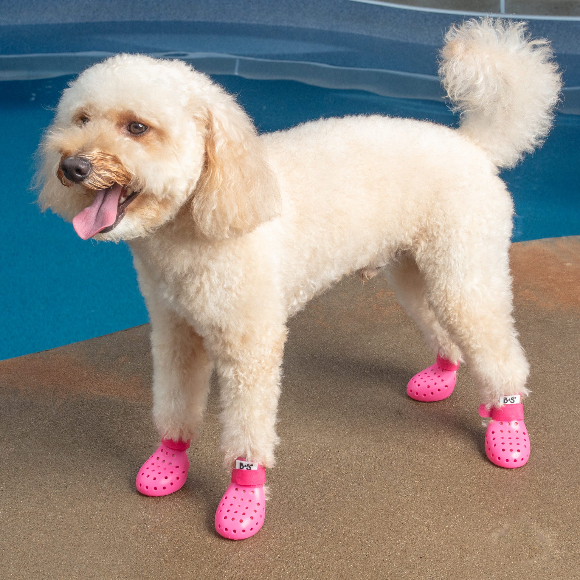 7b122cd5-dc96-46f4-90c9-ef426baf4d91/barksandscratches-delikli-yazlik-kopek-ayakkabisi-pembe-lifestyle-kopek.jpg
