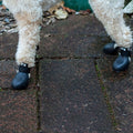 barksandscratches-sugecirmez-kopek-ayakkabisi-siyah-kopekli-zoom-lifestyle.jpg