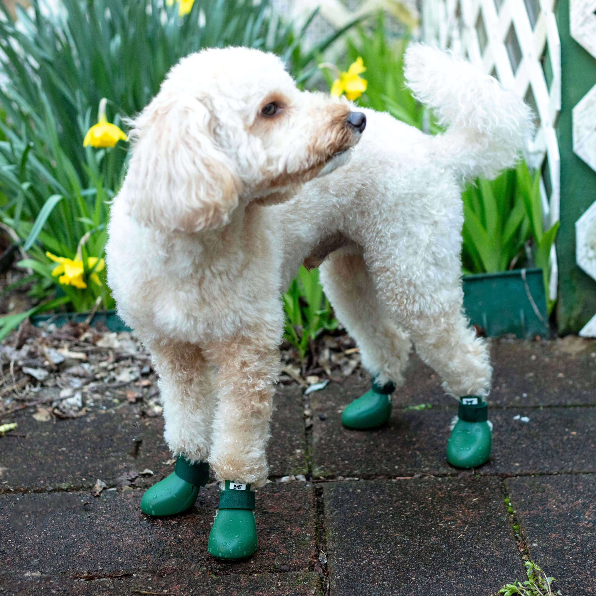 ba9a2a9c-ab49-4913-b466-93bffad1a443/barksandscratches-sugecirmez-kopek-ayakkabisi-yesil-kopekli-lifestyle.jpg