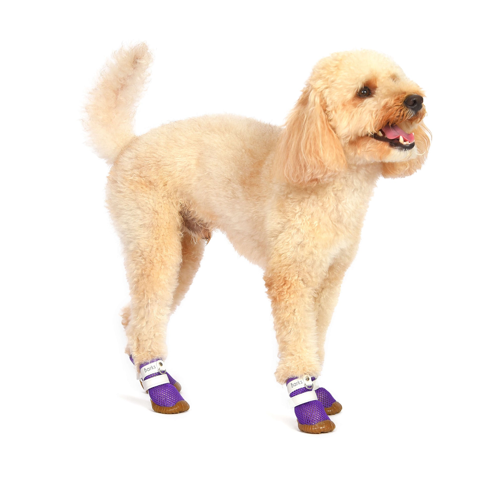2d66578d-6d63-4aca-8c9c-39f2d09a84f4/barksandscratches-yazlik-kopek-ayakkabisi-mor-coverkopek.jpg