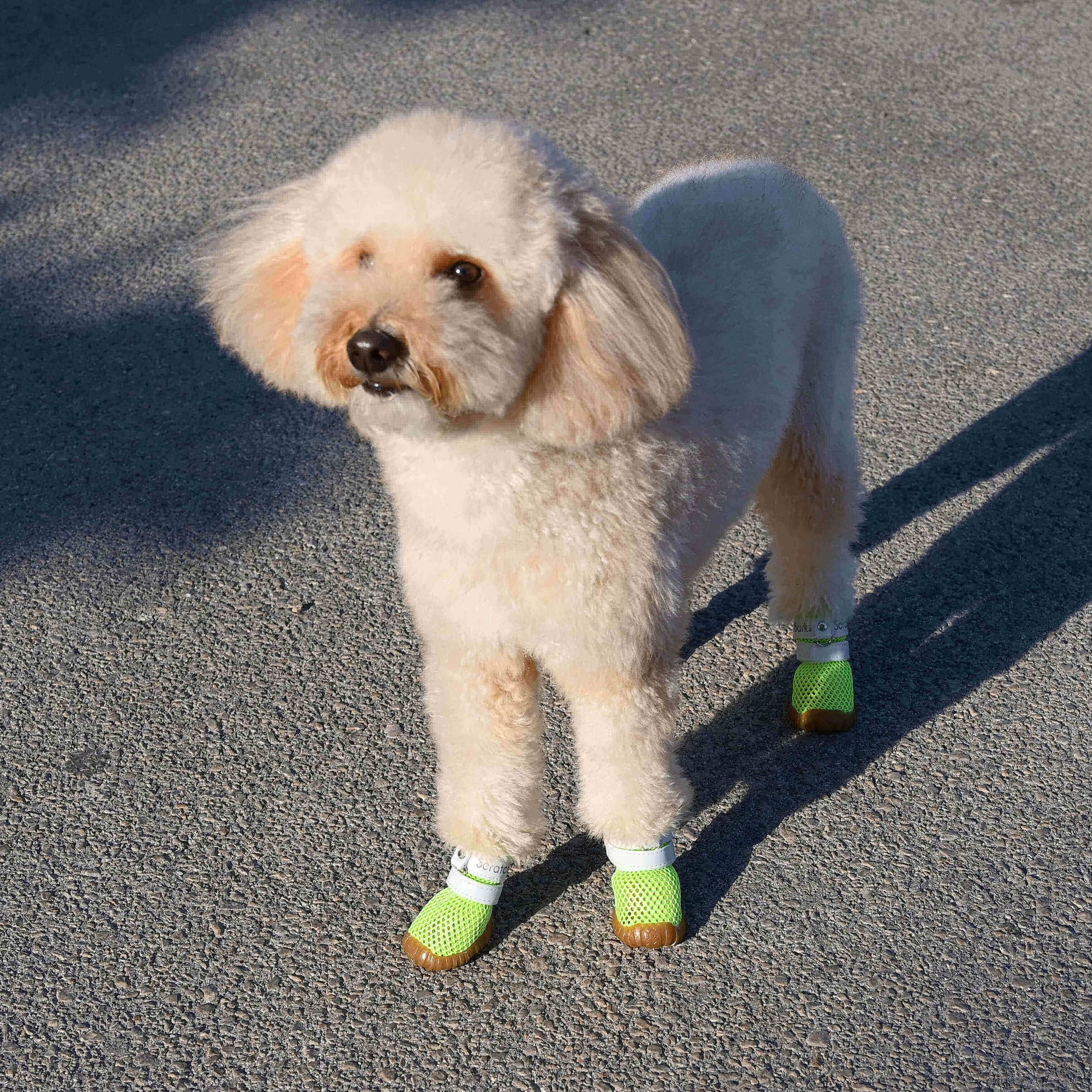 9996404e-0f03-41ed-b804-89ee9e790375/barksandscratches-yazlik-kopek-ayakkabisi-neonyesil-coverkopek-beton.jpg.jpg