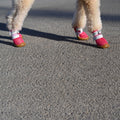 barks and scratches terletmeyen yazlık köpek ayakkabısı