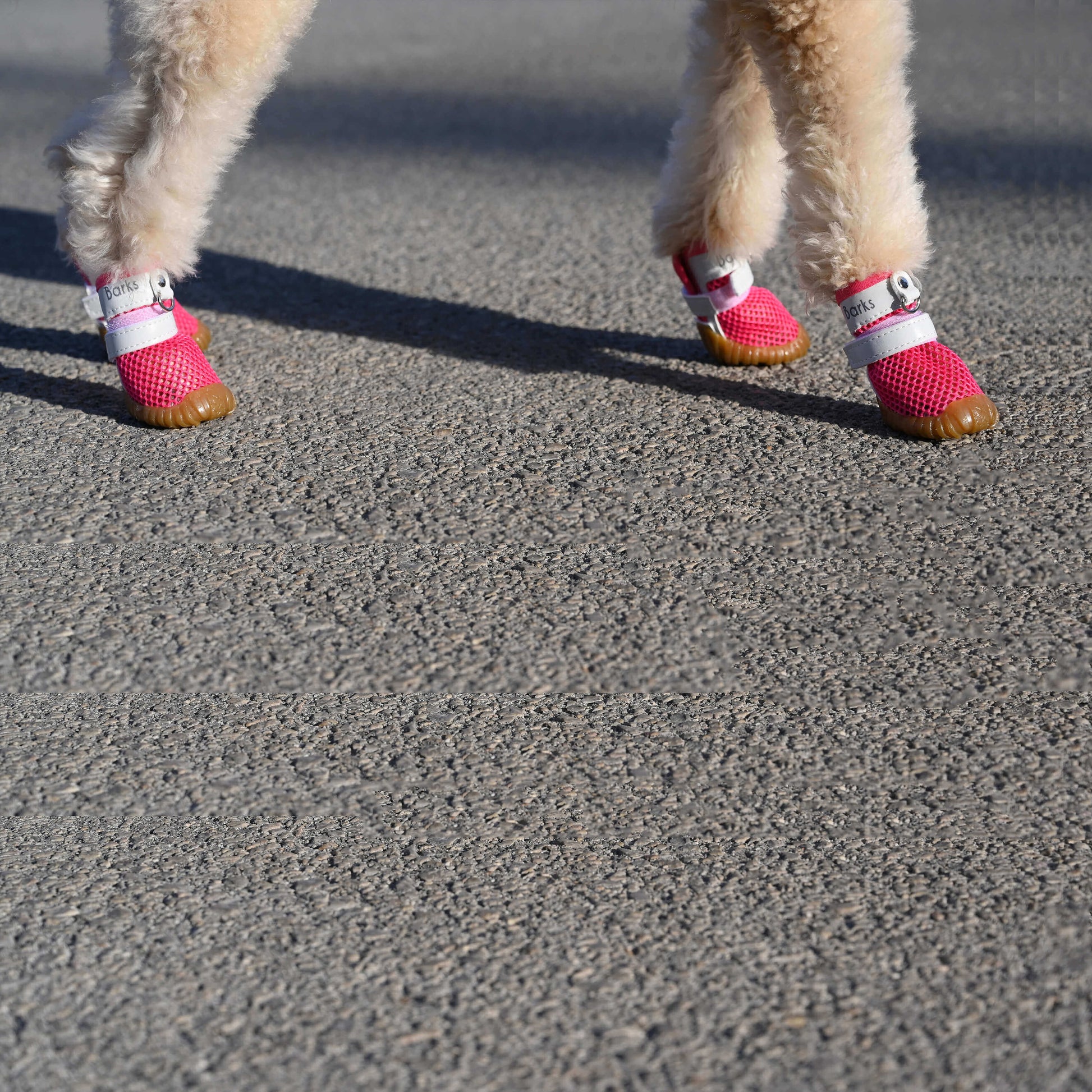 barks and scratches terletmeyen yazlık köpek ayakkabısı