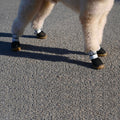 barks and scratches yazlık köpek ayakkabısı ile köpek patileri yanmasın