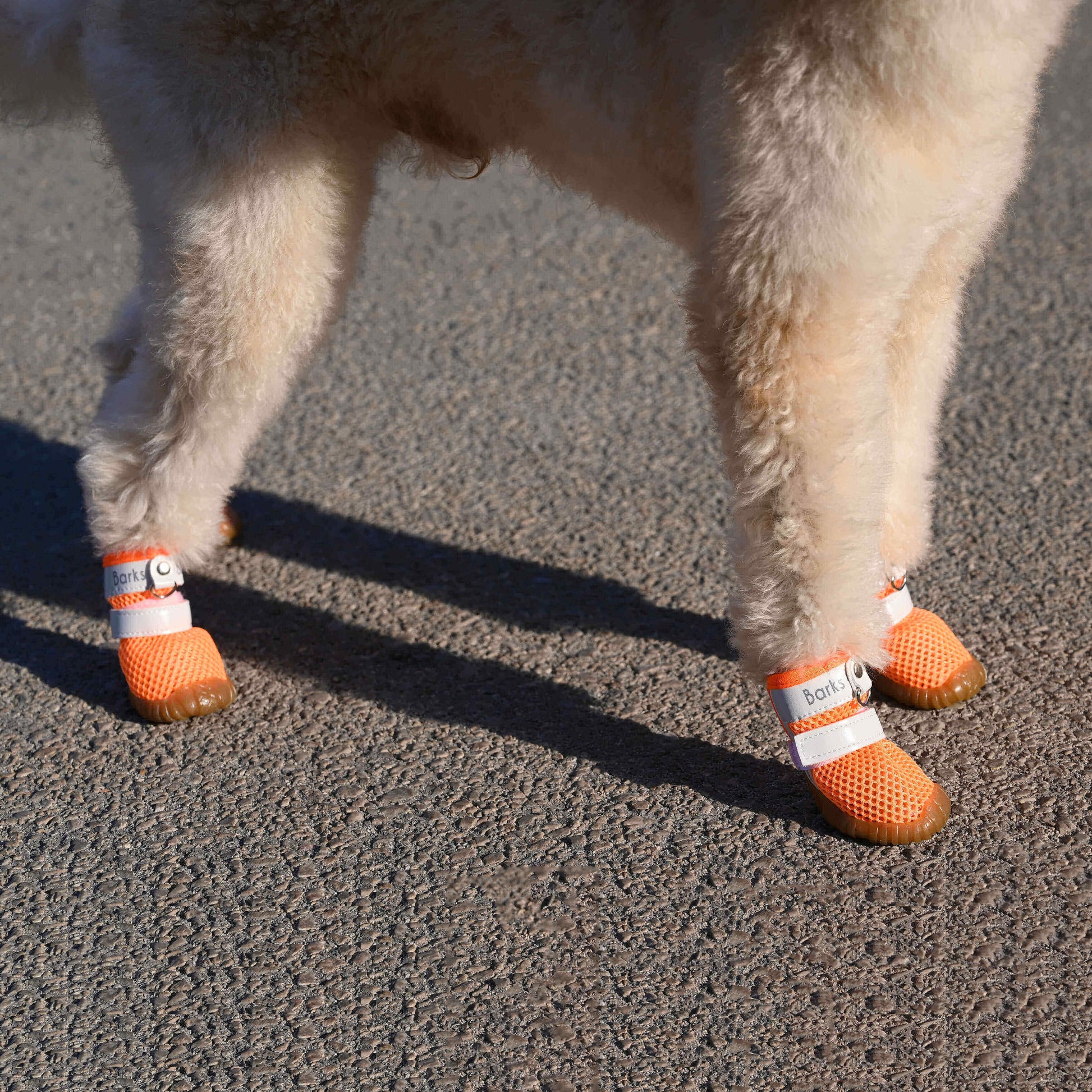 barks and scratches file yazlık köpek ayakkabısı pisipisi otu sıcak zeminden pati yanmasına karşı patileri korur
