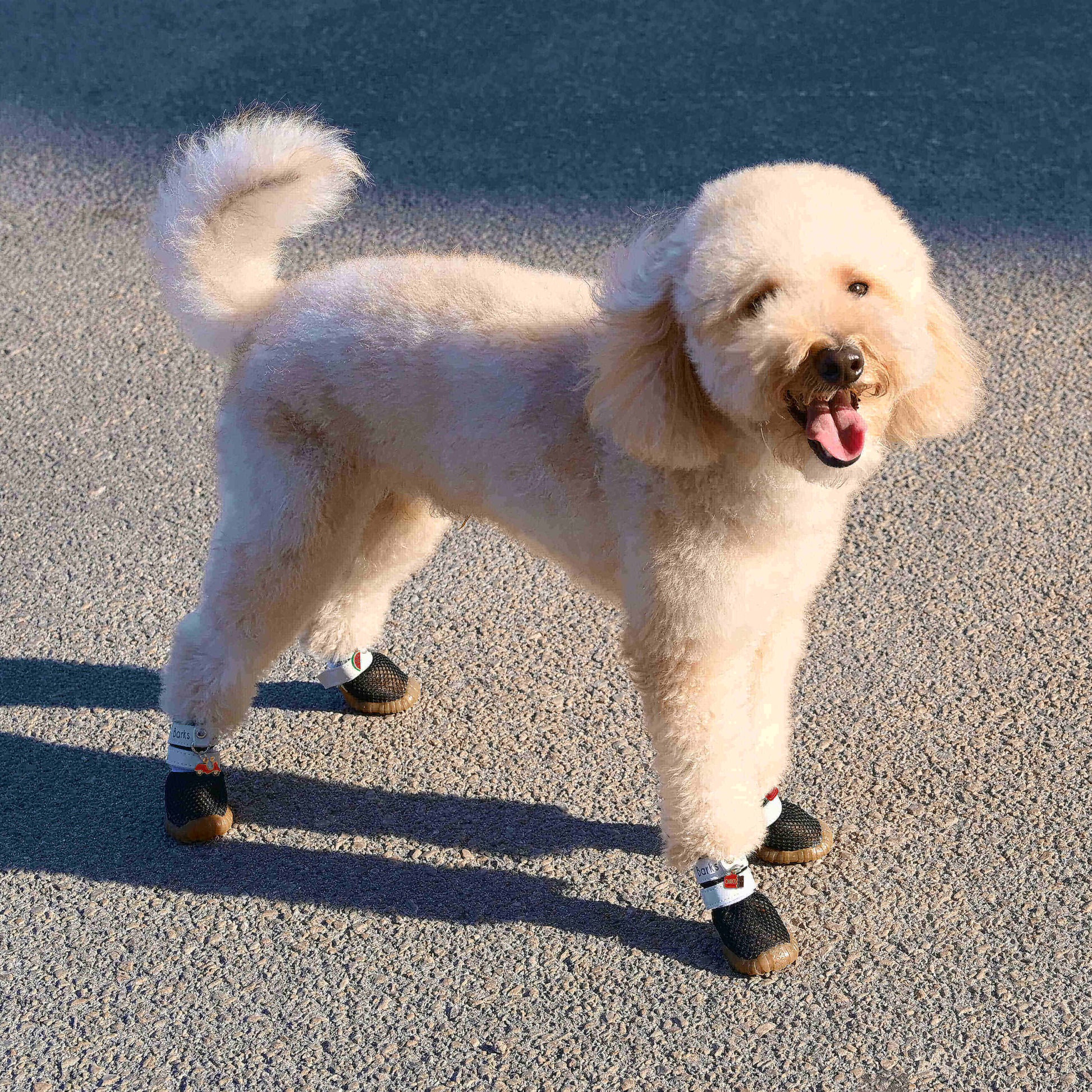 barks and scratches yazlık köpek ayakkabısı pisi pisi otuna karşı köpek patilerini korur