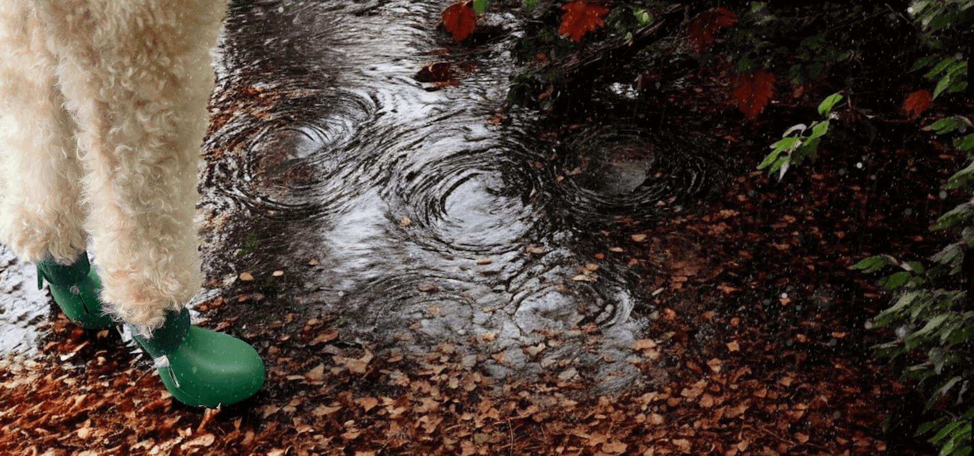 sugecirmez_kopek_ayakkabisi_barksandscratches_hp_carousel_dsktp__fnll1059