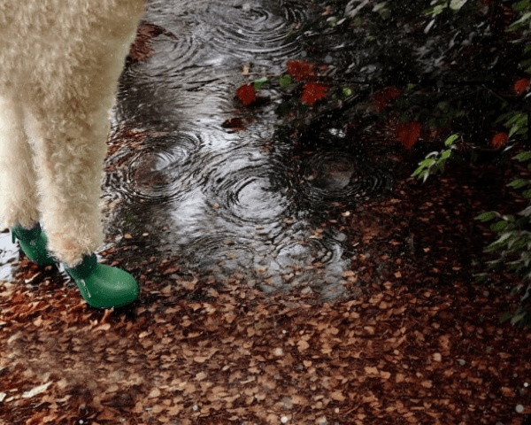 sugecirmez_kopek_ayakkabisi_barksandscratches_hp_carousel_mobill_fnll1059